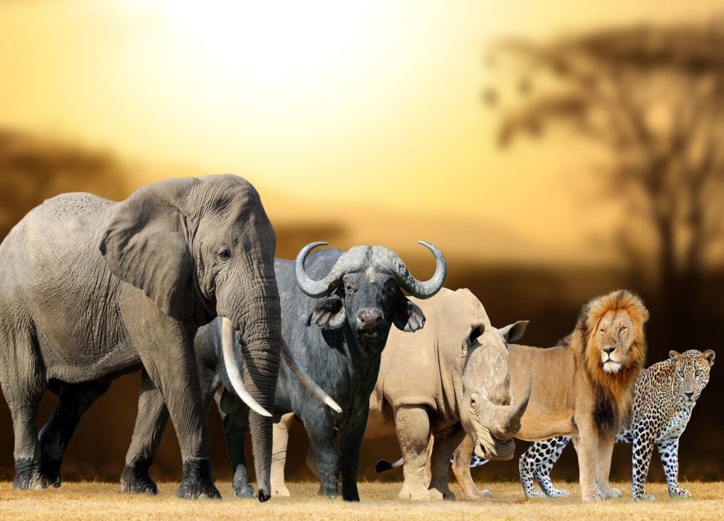 The Big Five animals In Africa