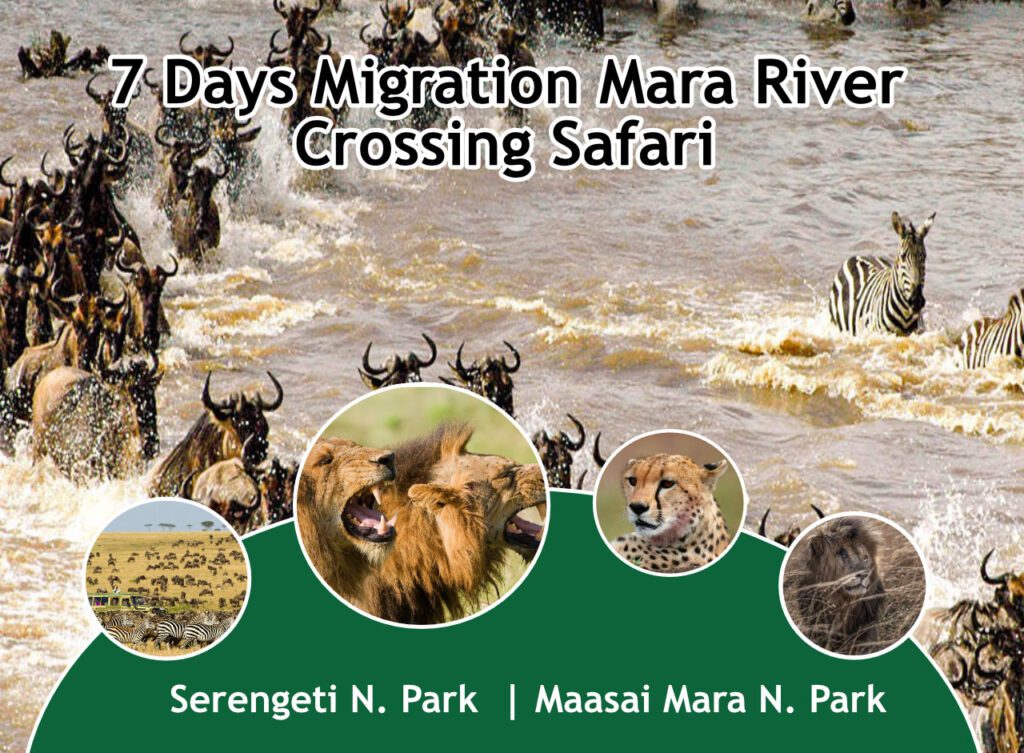 7 Days Migration Mara River crossing Safari