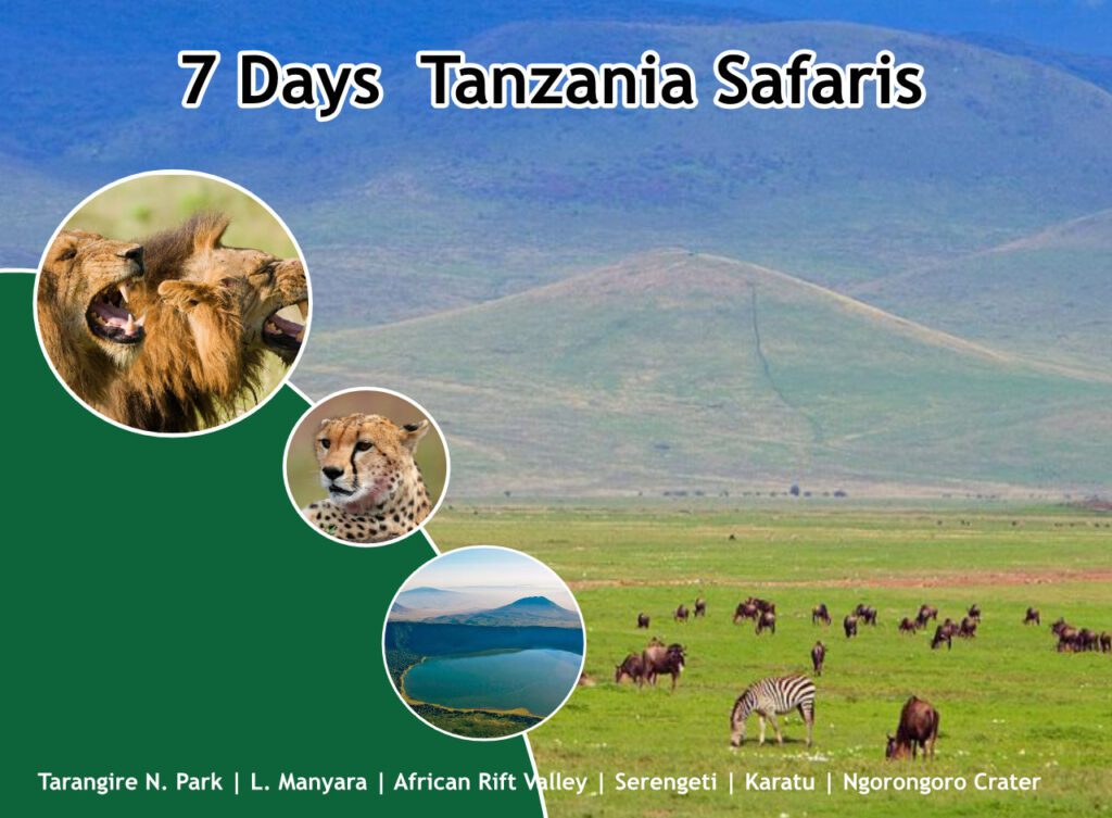 7 Days Tanzania Safaris