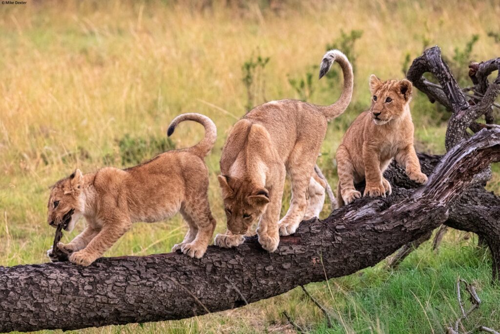 3 Days Magical Kenya Safari