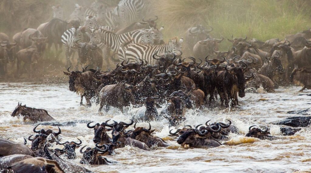 7 Days Migration Mara River Crossing Safari