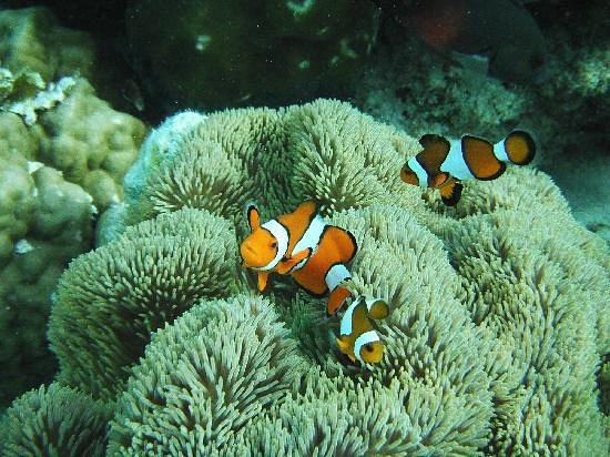 Malindi Marine Park  (A Magical Coral Garden)