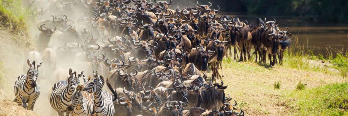 wildebeests migration