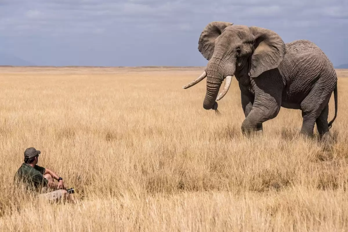 wildlife photograph with elephant