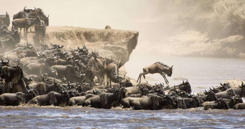 Best weather season to go on safari in Kenya