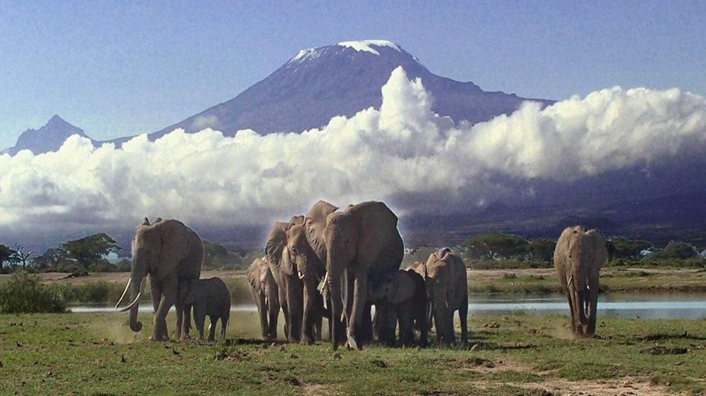 Amboseli Scaled