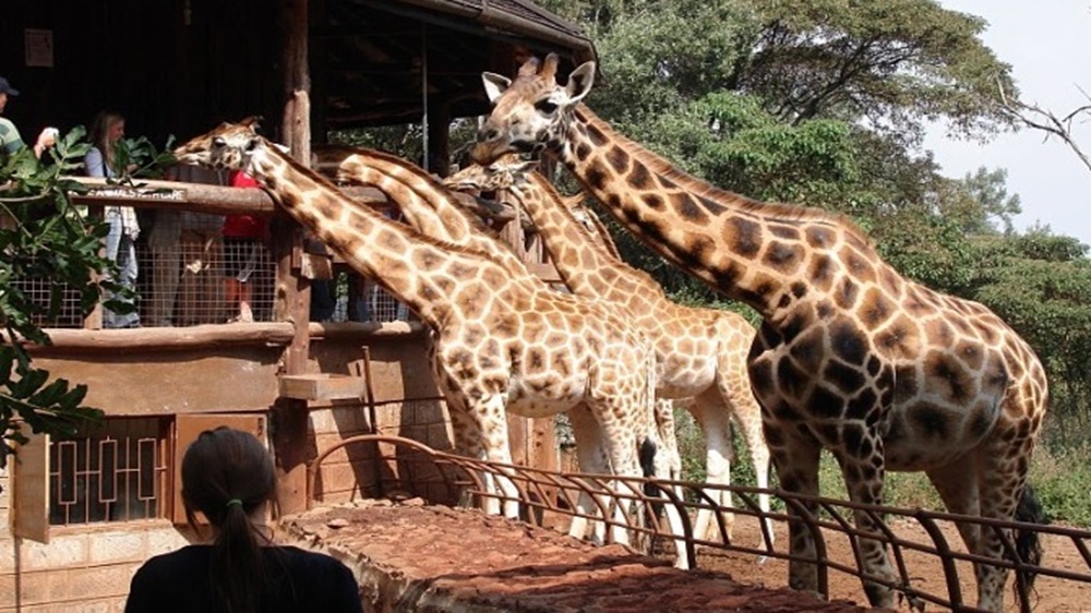 Giraffe center Scaled