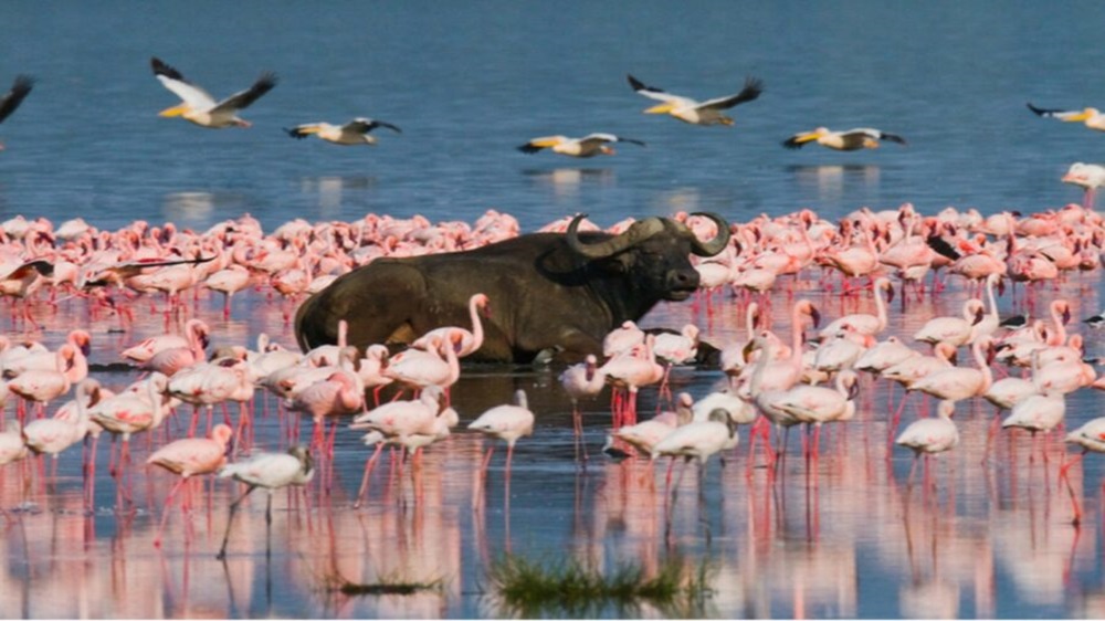 Lake Bogoria Scaled