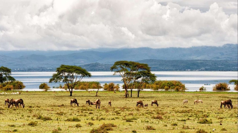 Lake Naivasha Scaled