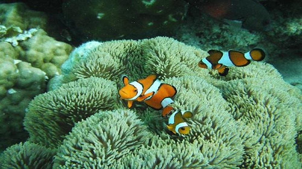 Malindi Marine Park Scaled