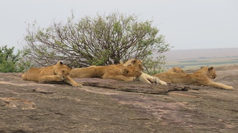 Meru Park Scaled