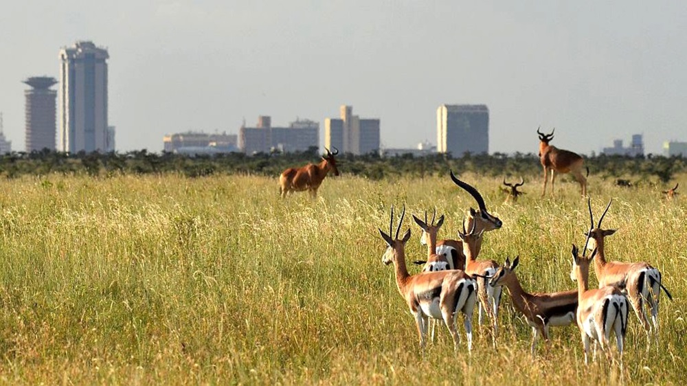 Nairobi National Park Scaled