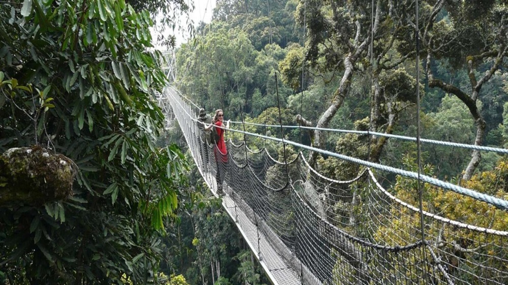 Nyungwe Scaled