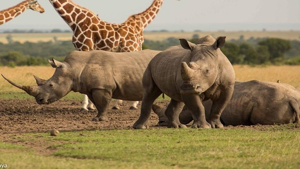 Olpejeta Scaled