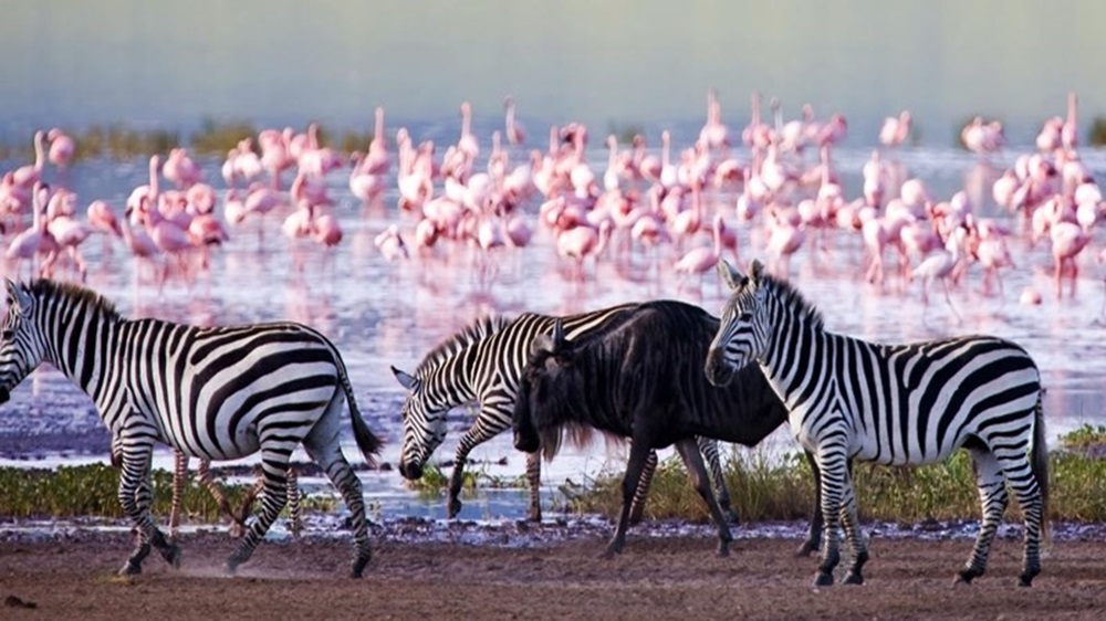lake nakuru Scaled